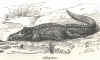 Alligator.jpg (92781 octets)