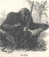 Gorille.jpg (100585 octets)