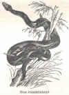 boa.jpg (68327 octets)