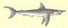 Requin.jpg (18316 octets)