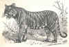 Tigre.jpg (66990 octets)